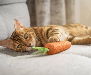Diese&#x20;entz&#x00FC;ckenden&#x20;Katzenrassen&#x20;sind&#x20;verr&#x00FC;ckt&#x20;nach&#x20;Spielen