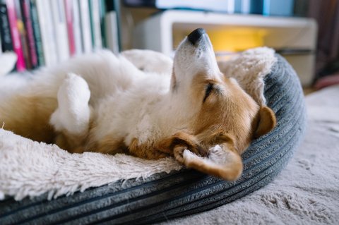 hundebett kunstleder orthopdisch Hundebett Kunstleder VISCO orthopdisch Hundelounge