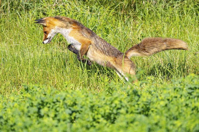 Fuchs auf Mäusejagd
