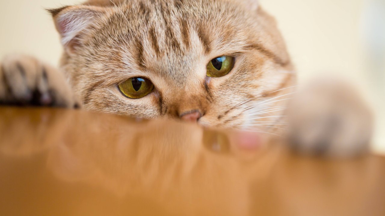 Die Katze visiert ihr Zielobjekt an, bevor sie es mit den Pfoten herunterschubst.