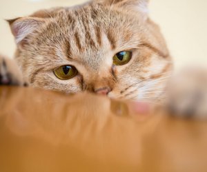 Deshalb schubsen Katzen manchmal Dinge vom Tisch