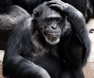 Können Tiere denken? Ein Einblick in ihre Gedankenwelt