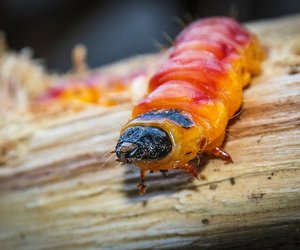 Ist die Weidenbohrer Raupe giftig? 