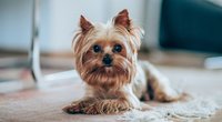 Dürfen Hunde Fenchel essen? Das solltest du wissen