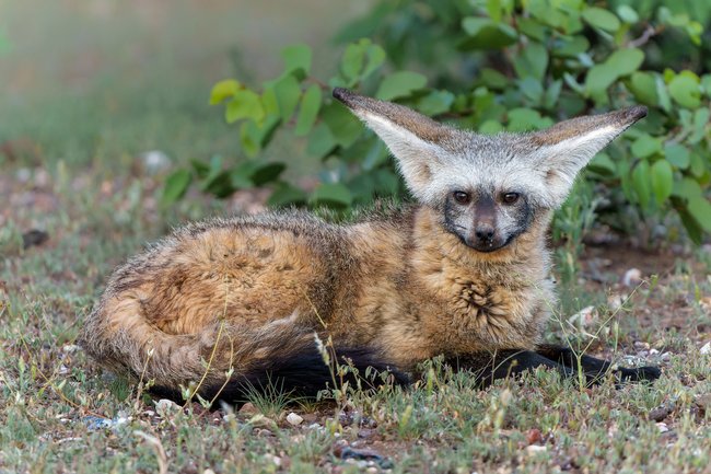 Ein Löffelhund liegt im Gras