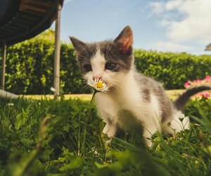 Wie viel Katzenjahre sind ein Menschenjahr?
