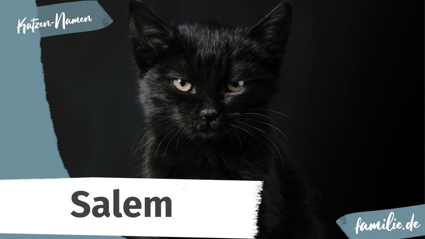 Schwarze Katze Namen: Salem