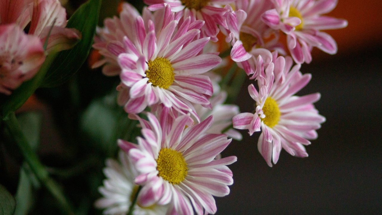 Mit Blumen könnt ihr euch den Frühling nach Hause holen.