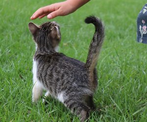 Diese Anzeichen zeigen, dass deine Katze dich liebt