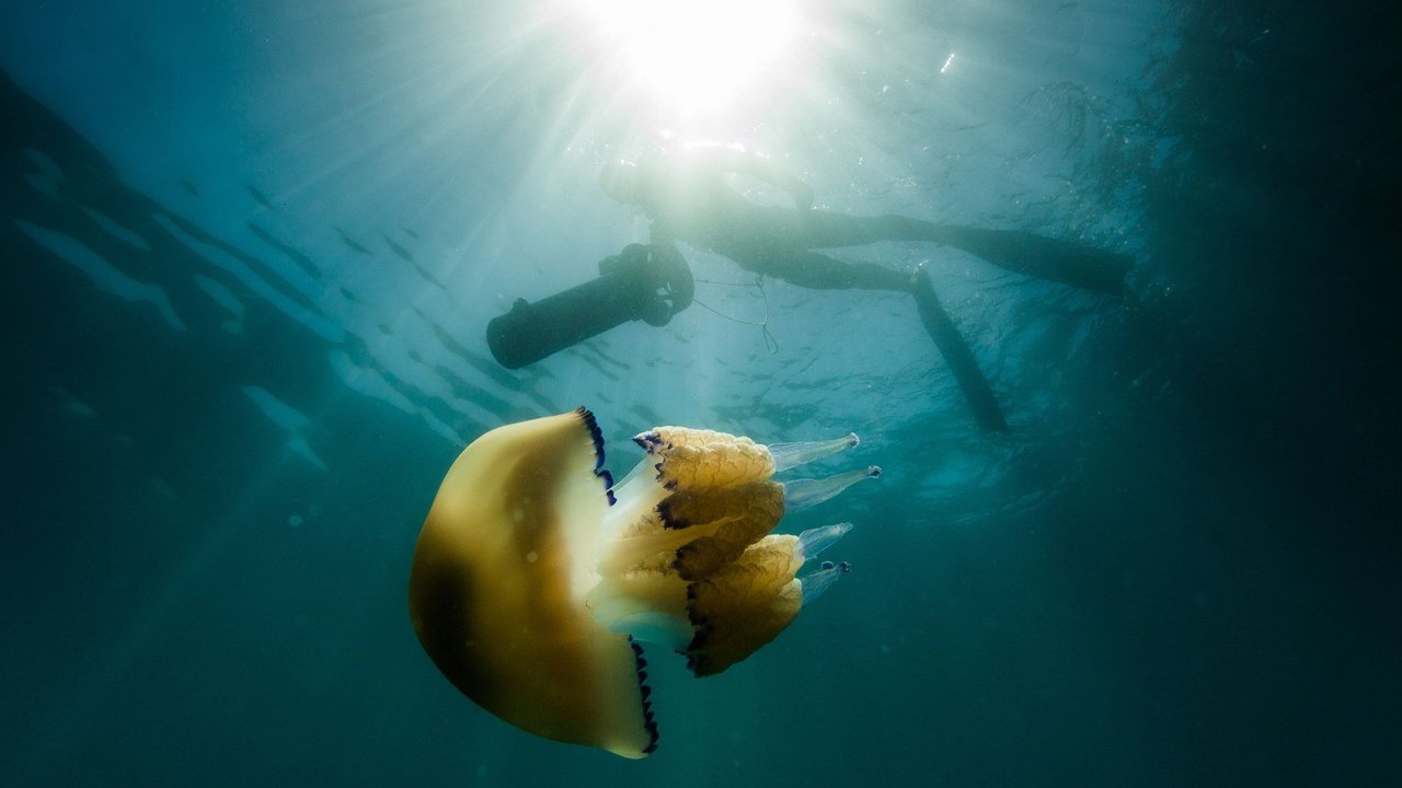 Quallen&#x20;schwimmen&#x20;schon&#x20;seit&#x20;knapp&#x20;500&#x20;Millionen&#x20;Jahren&#x20;durch&#x20;die&#x20;Weltmeere.