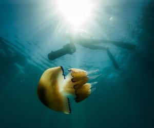 Faszination Ozean: Diese erstaunlichen Meerestiere existieren seit Millionen von Jahren