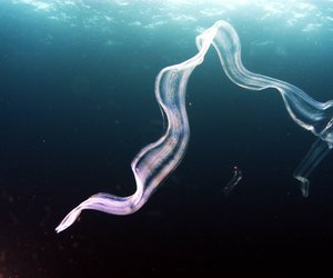 Der längste Wurm der Welt: Dieses Tier hält den Rekord (und wird mehr als 50 Meter lang!)