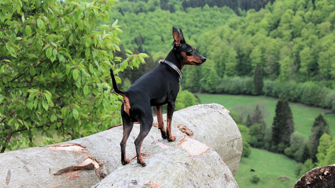 Zwergpinscher geht auf Erkundungstour.