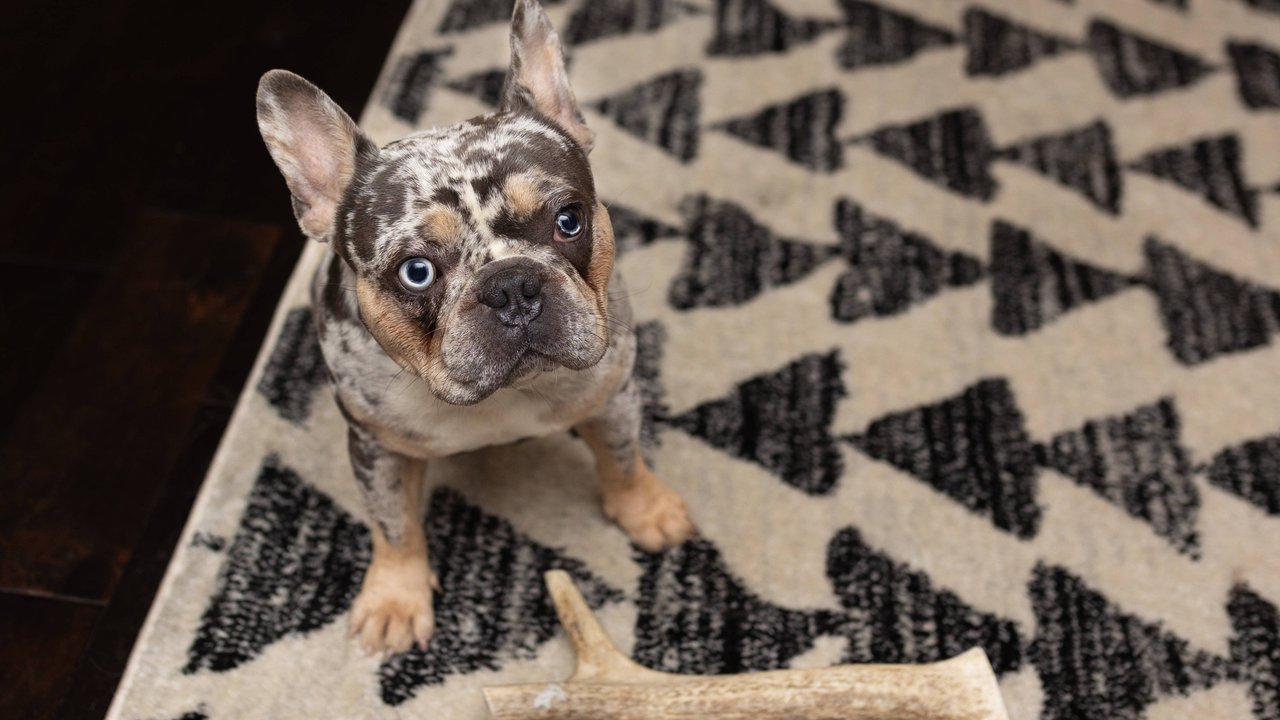 Bulldoggen unterscheiden sich in einigen Merkmalen von Boxern.