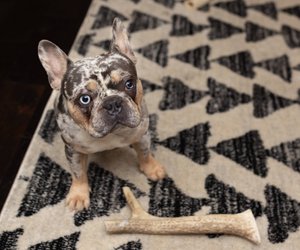 Bulldogge und Boxer: So unterscheiden sich die beliebten Hunderassen