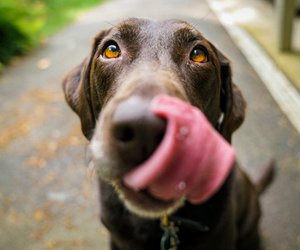 Dürfen Hunde Rosenkohl essen oder birgt er eine Gefahr?