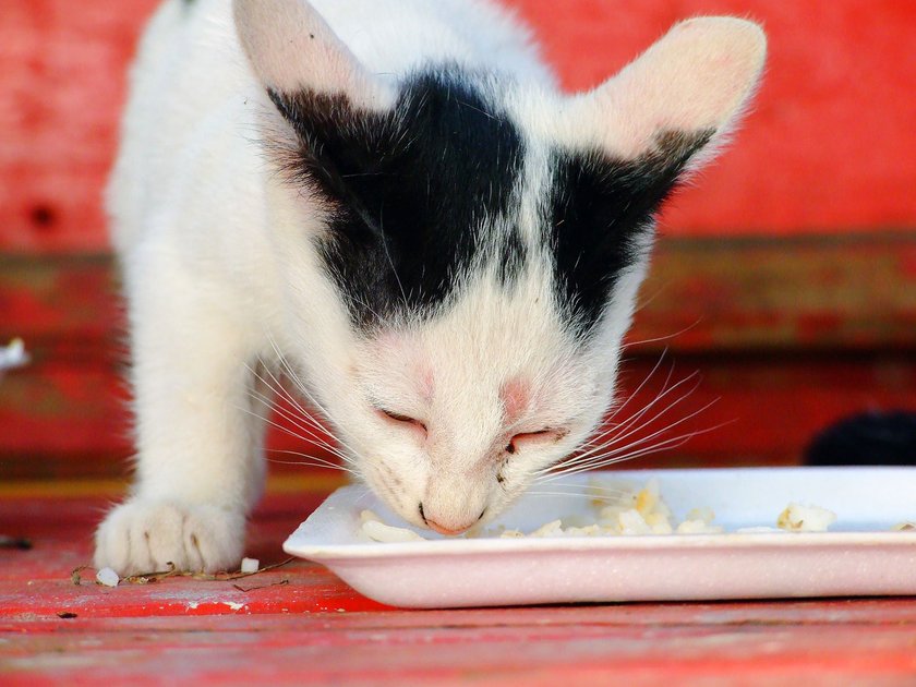 Hüttenkäse lässt Katzenherzen höher schlagen.