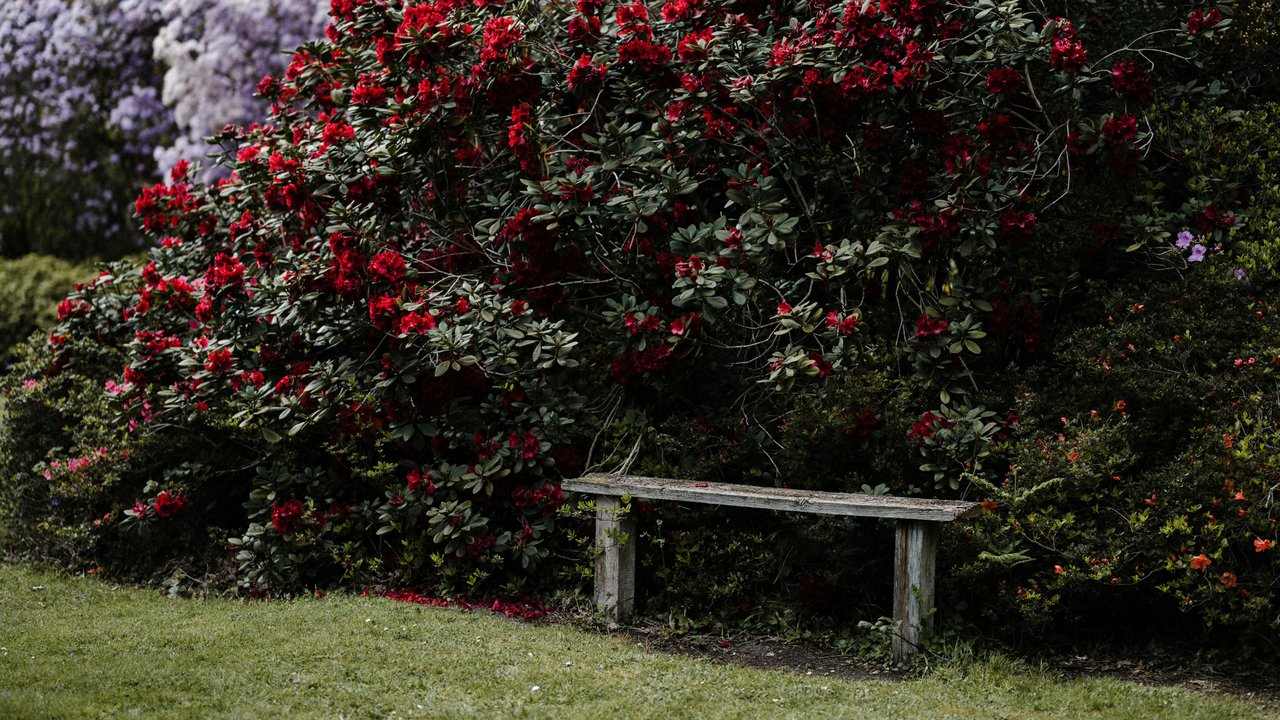 Der Rhododendron wird häufig in Parks gepflanzt.