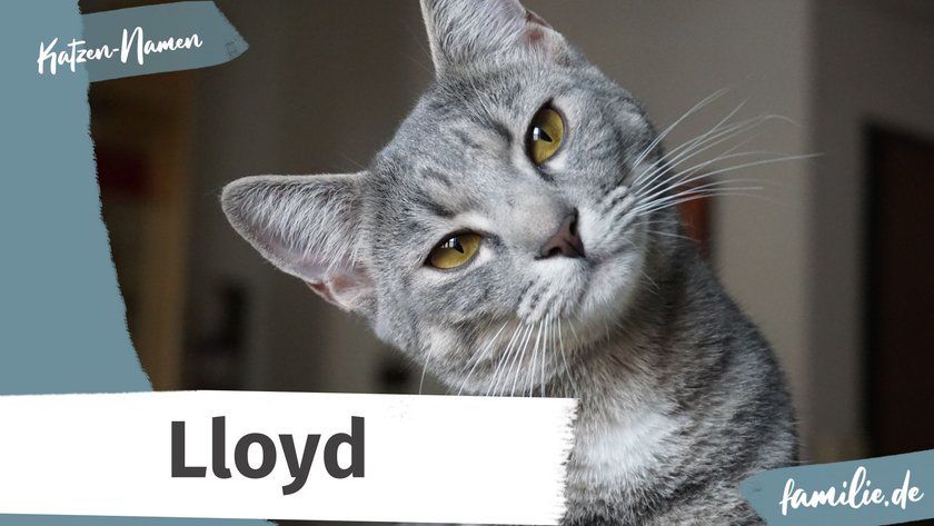 Namen für graue Katzen: Lloyd