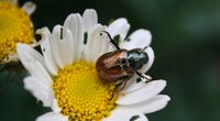 Maikäfer und Junikäfer – Unterschiede zwischen den Krabblern