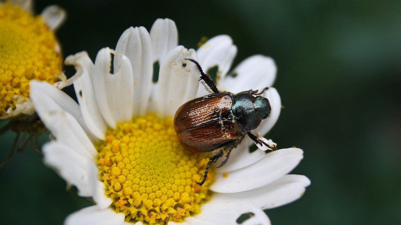 Maikäfer sitzt an Blüte.