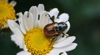 Maikäfer und Junikäfer – Unterschiede zwischen den Krabblern