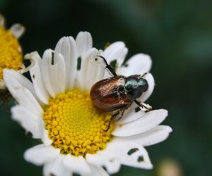 Maikäfer und Junikäfer – Unterschiede zwischen den Krabblern