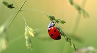 Faszination Natur: Deshalb sind im Herbst viele Marienkäfer zu sehen