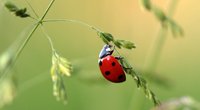 Faszination Natur: Deshalb sind im Herbst viele Marienkäfer zu sehen
