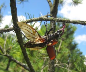 Können Hirschkäfer fliegen? Wissenswertes zu den großen Insekten