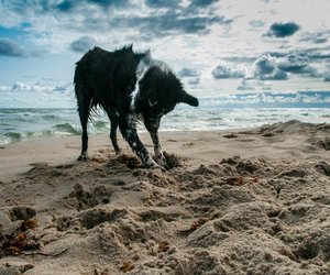 5 Gründe, warum manche Hunde total gerne buddeln