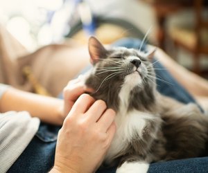 So zeigt deine Katze Vertrauen: 7 klare Hinweise, die du kennen musst
