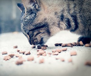 Dürfen Katzen Oliven essen? Darauf solltest du achten