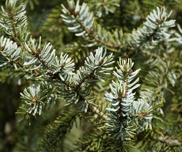 Ragout und Gulasch – Was ist der Unterschied?