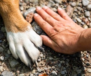 Warm und modisch: Der beliebte Fleece-Pullover für Hunde in tollen Farben bei Amazon