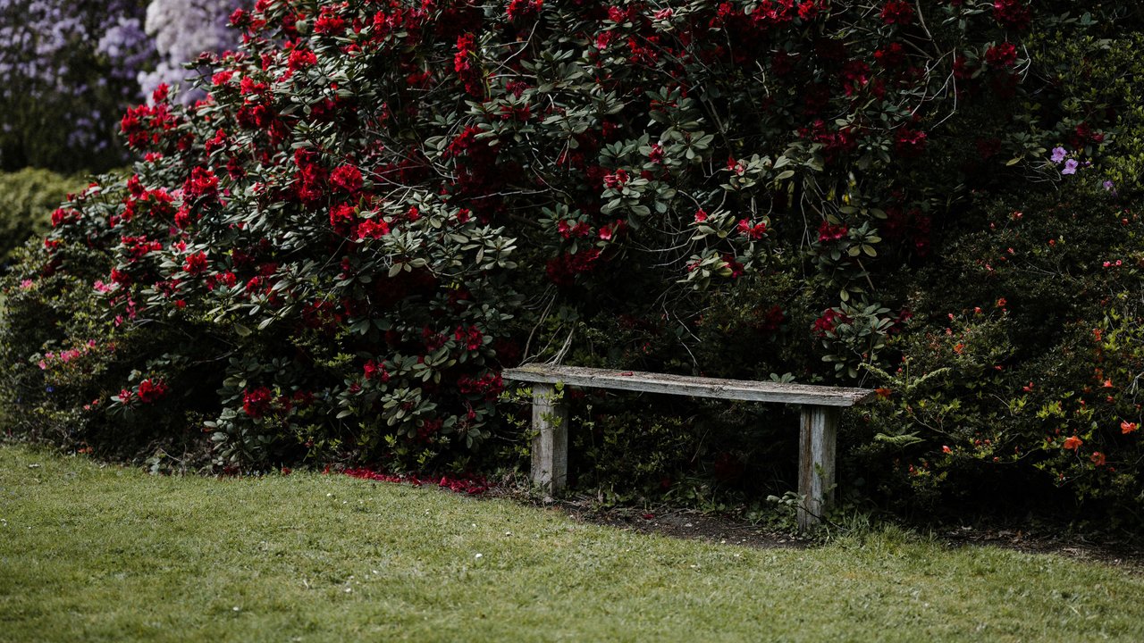 Der Rhododendron wird häufig in Parks gepflanzt.