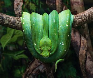 Wo leben Schlangen? So unterschiedlich sind ihre Lebensräume
