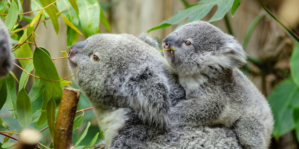 Koala in der Kinderserie: Knuddelbären und andere Superhelden