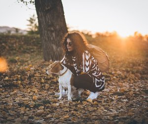 Leuchtend durch die Dämmerung: Dieses LED-Hundeleuchtband von Tchibo ist der Herbst-Begleiter