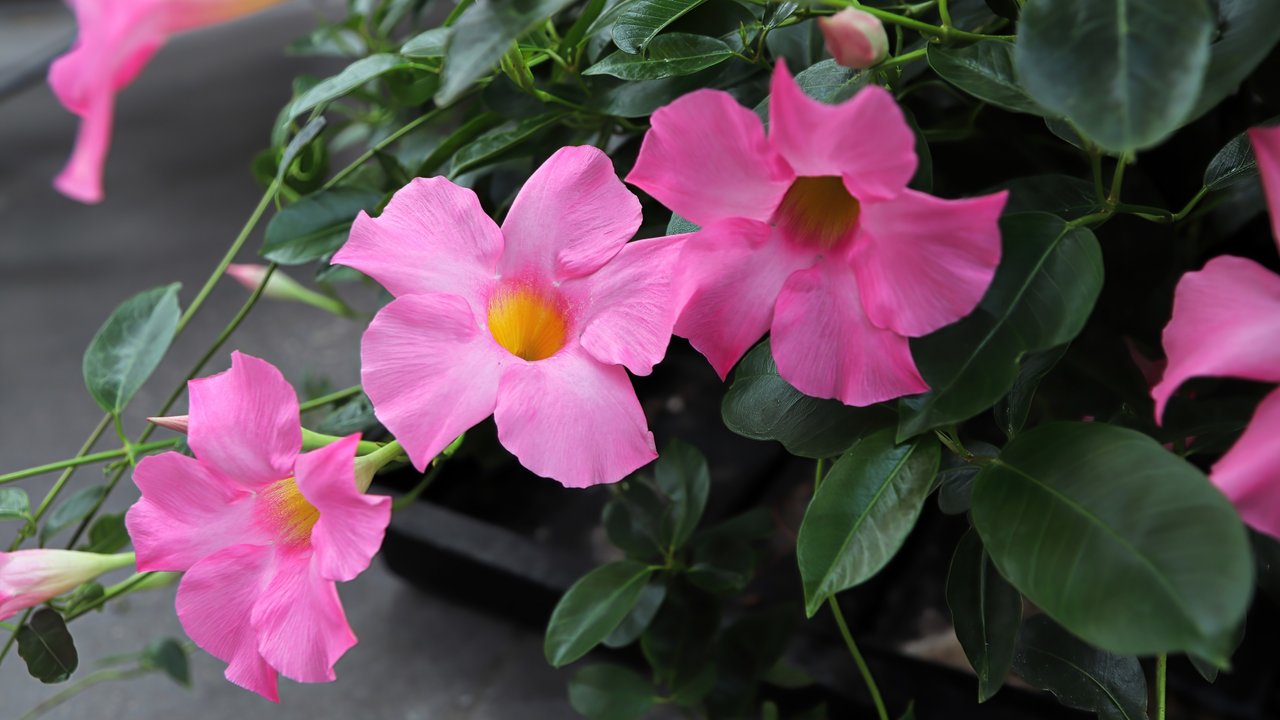 Mandevilla sind echte Hingucker im Garten oder auf der Terrasse.