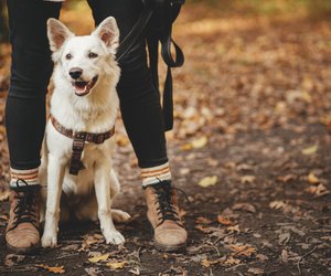 6 Hunderassen, die Spaziergänge lieber kurz halten (und Wandern gar nicht mögen)