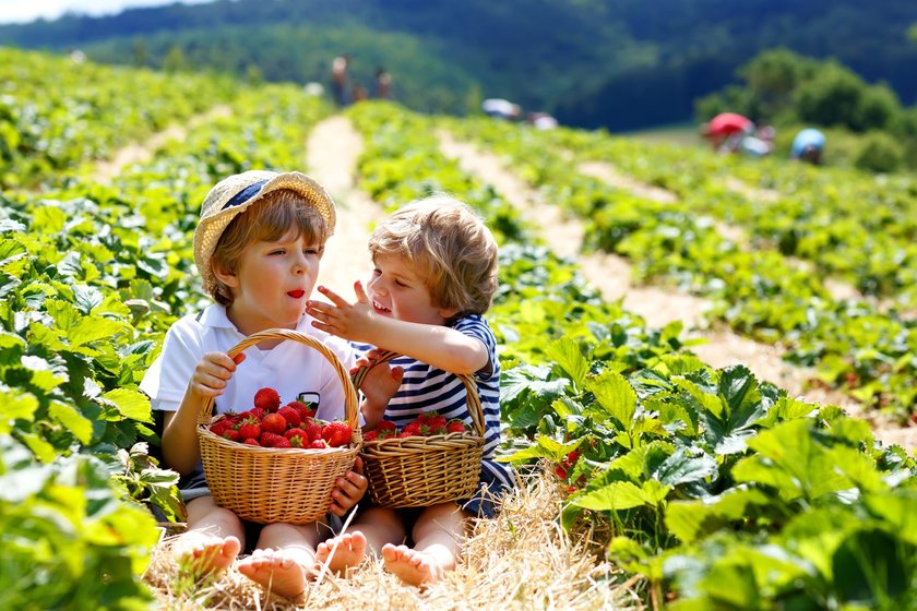 Zwei kleine Jungen mit Körben sitzen in einem Erdbeerfeld und naschen Erdbeeren