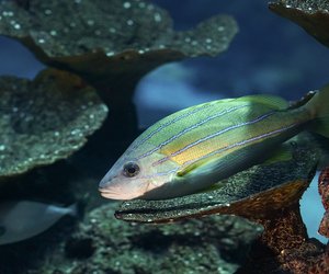 Schlafen Fische? Alles Wissenswerte zum Schlaf unter Wasser