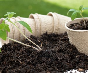 Hallo Garten! Deine eigenen Tomaten säen: So gelingt es