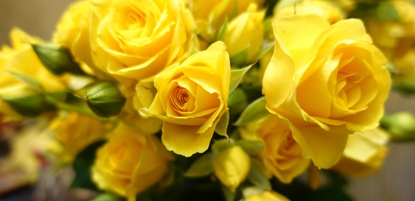 Blumen und ihre Bedeutung: gelbe Rose