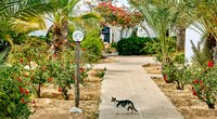Neugierige Samtpfoten: Ist deine Yucca-Palme giftig für Katzen?