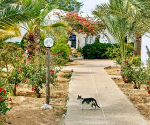 Neugierige Samtpfoten: Ist deine Yucca-Palme giftig für Katzen?