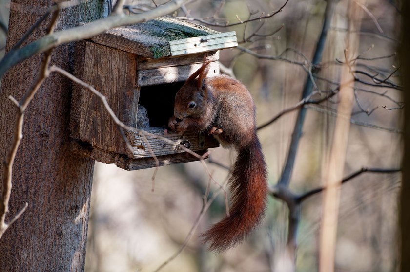 A close-up of a red squirrel perched atop a wooden birdhouse, eating seeds in a tranquil forest environment