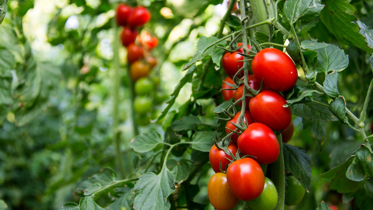 Greenhouse, Tomato, Vegetable, Tomato Plant, Plant,cocktail tomatoes