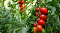 Tomaten pflanzen: kopfüber und kinderleicht